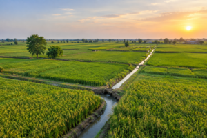 Basmati paddy fields in Punjab, South Asia, during the growing season showing irrigation channels