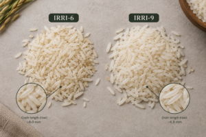 IRRI-6 and IRRI-9 rice grains compared side by side