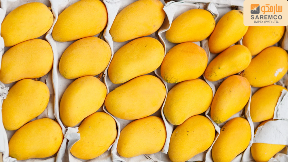 Exporting Mangoes from Pakistan: A Comprehensive Guide